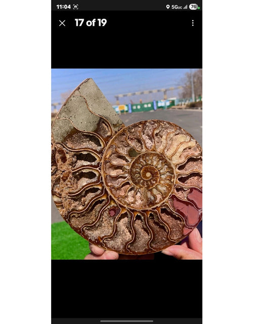 Load image into Gallery viewer, 603G Huge Rare! Natural Tentacle Ammonite Fossil Specimen Shell Madagas