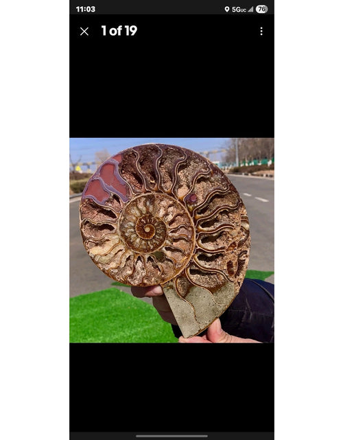 Load image into Gallery viewer, 603G Huge Rare! Natural Tentacle Ammonite Fossil Specimen Shell Madagas