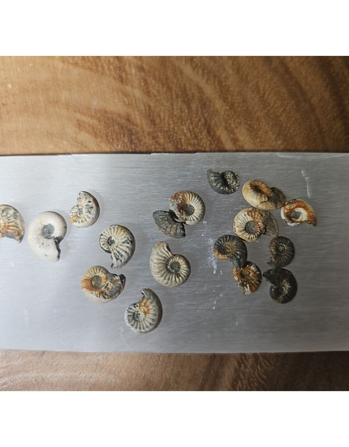 Load image into Gallery viewer, 25pcs 8-13mm Pleuroceras AMMONITE Fossil lot Mollusk 13 W/ Selenite Base