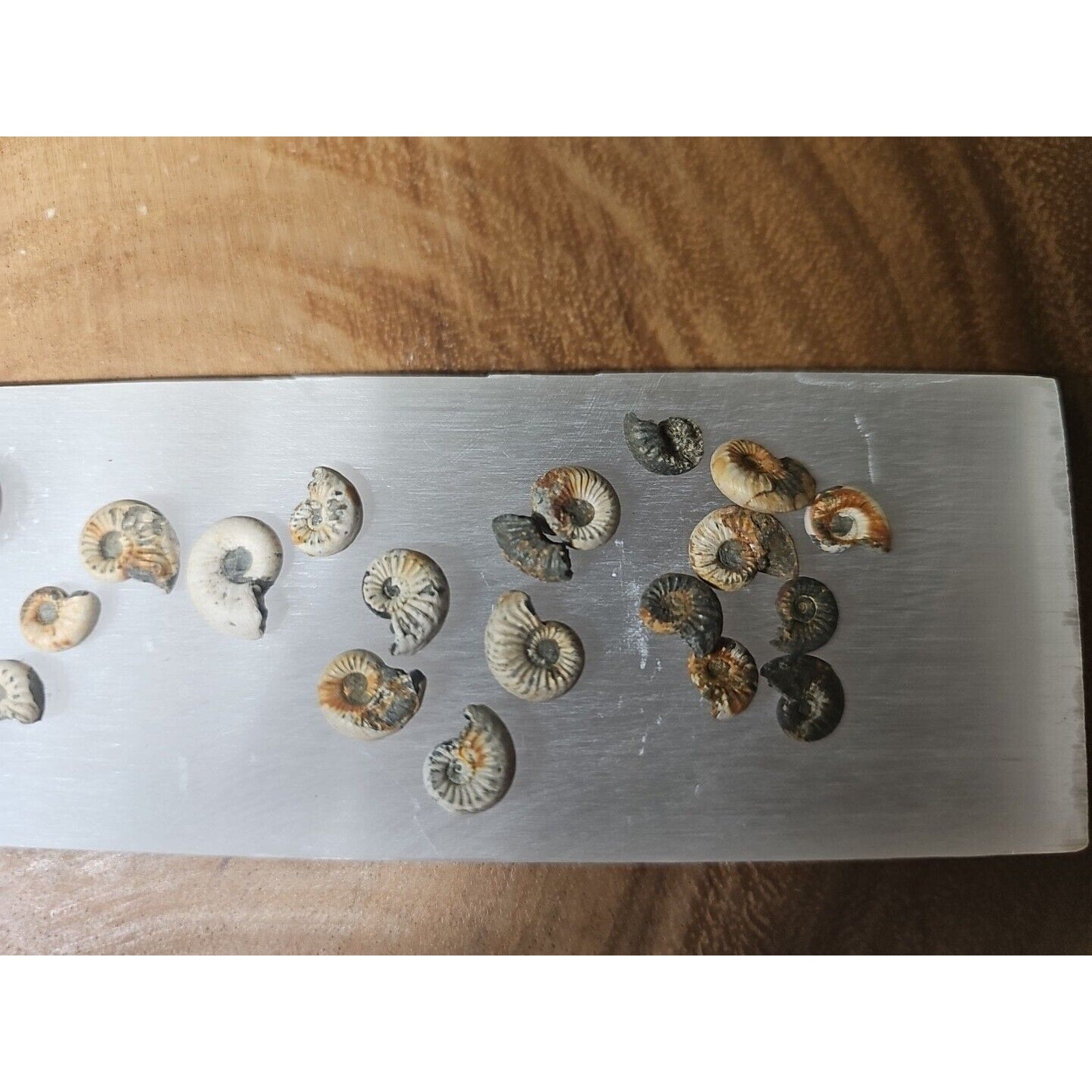 25pcs 8-13mm Pleuroceras AMMONITE Fossil lot Mollusk 13 W/ Selenite Base