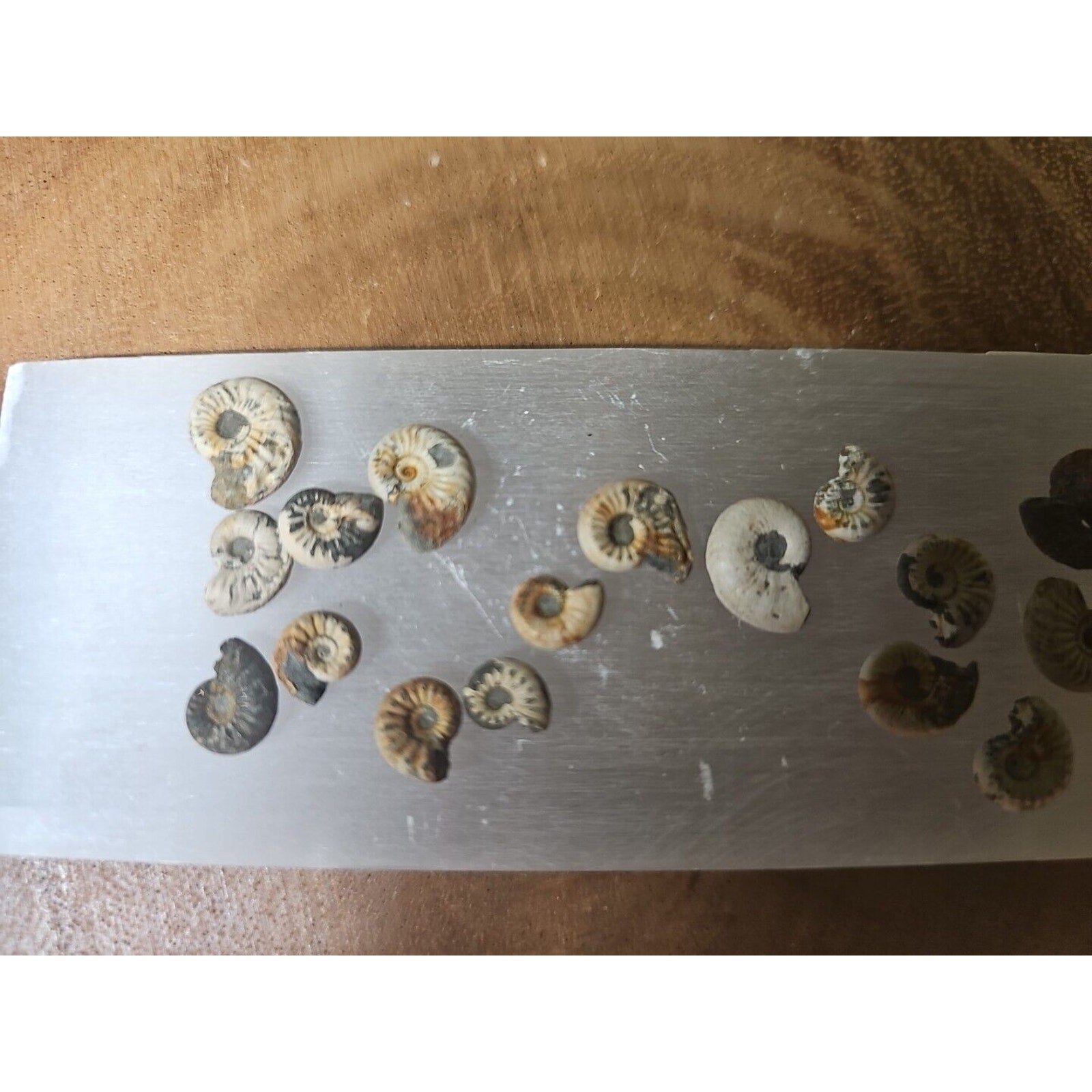 25pcs 8-13mm Pleuroceras AMMONITE Fossil lot Mollusk 13 W/ Selenite Base