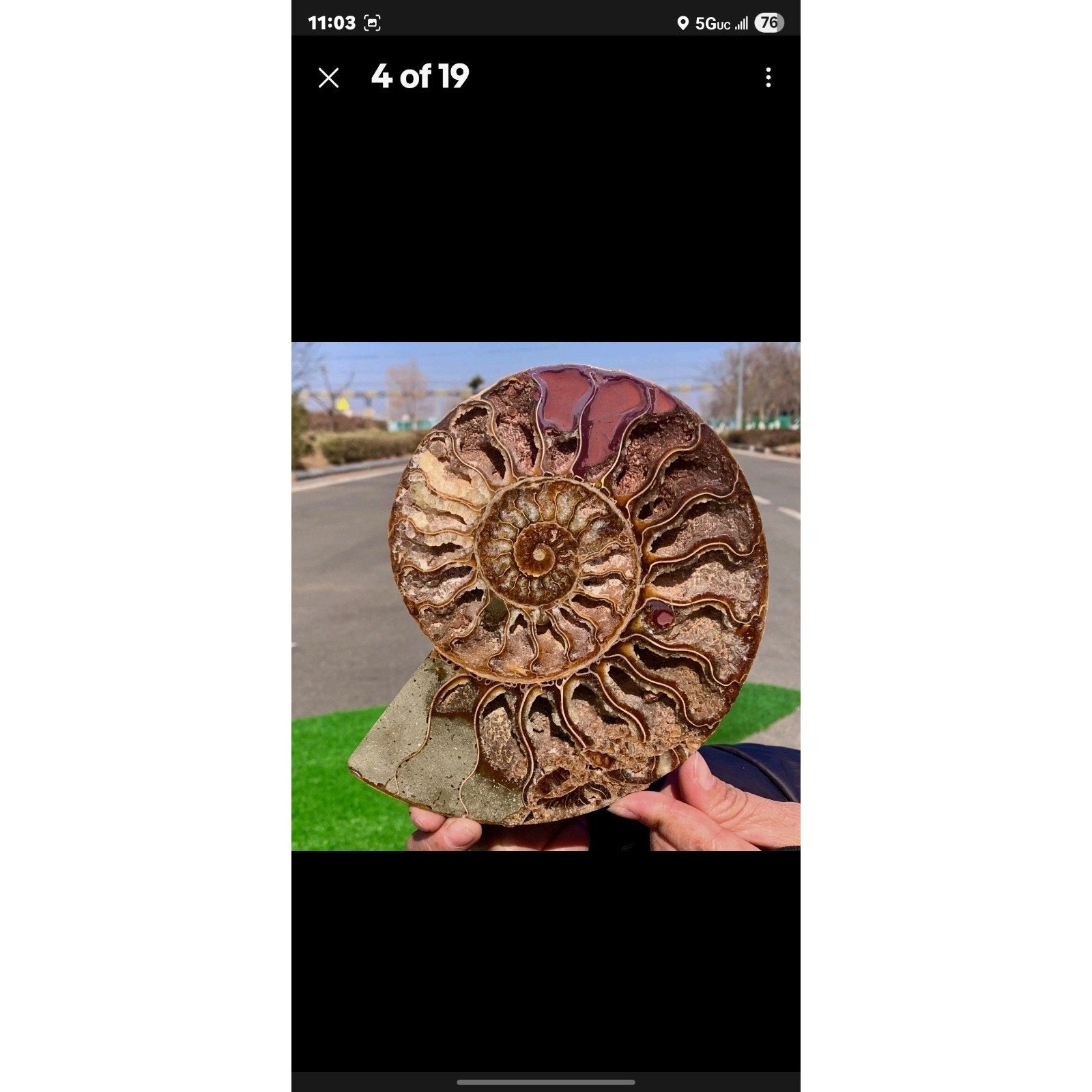 603G Huge Rare! Natural Tentacle Ammonite Fossil Specimen Shell Madagas