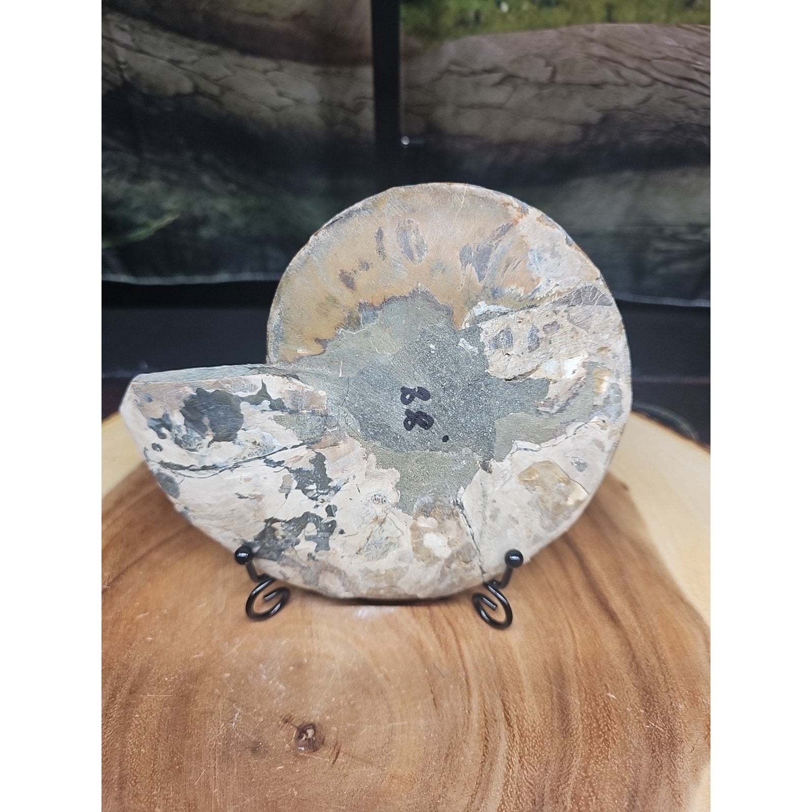 Ammonite fossil large .88lbs W/stand
