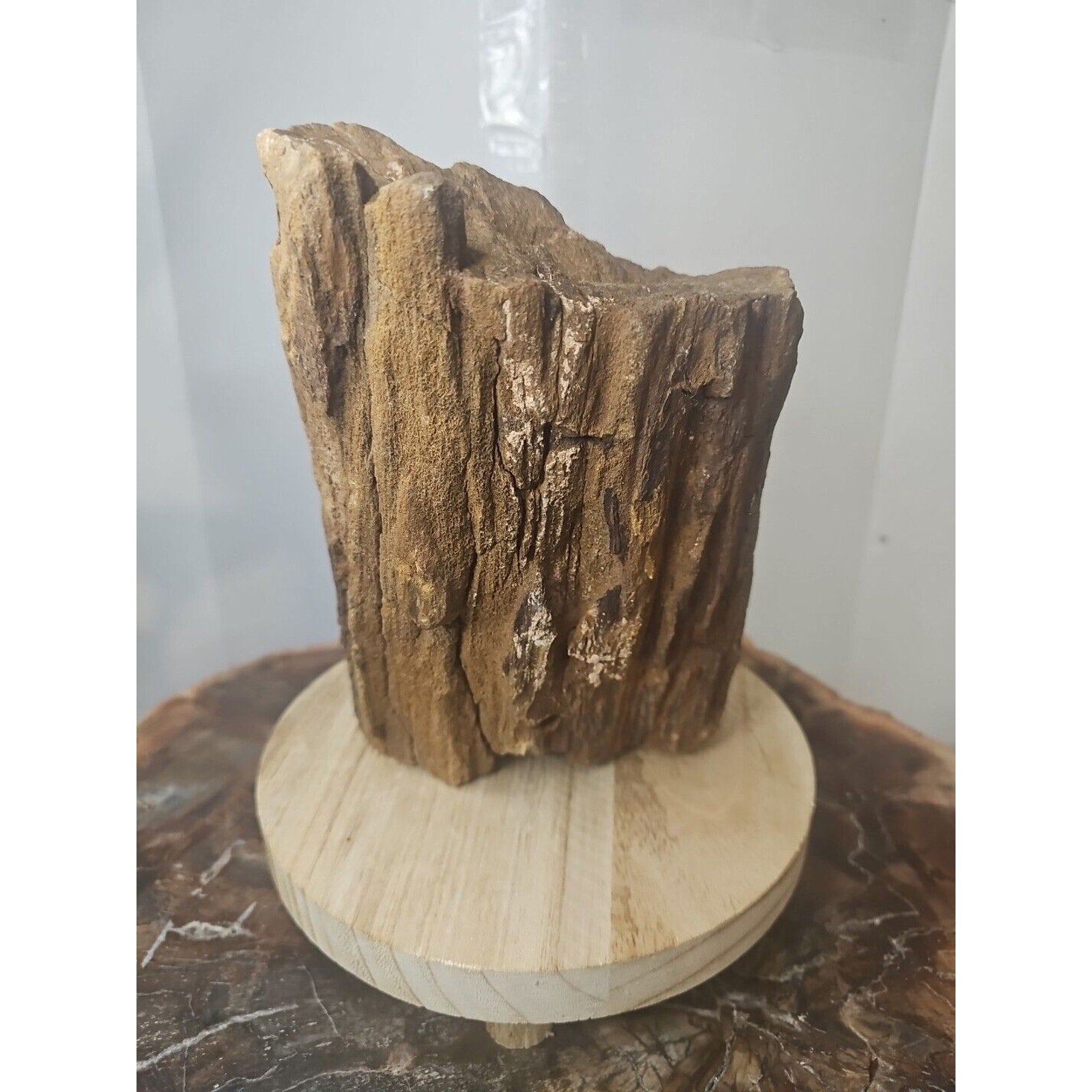 ❤️‍🔥Texas Petrified Wood! Raw Cool Details W/Stand Great Display