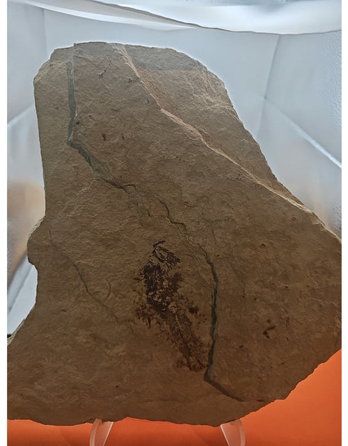 Load image into Gallery viewer, 6lbs Fish fossil plate W/stand
