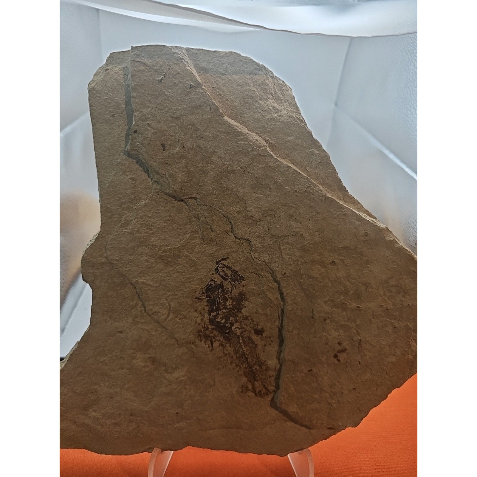 6lbs Fish fossil plate W/stand