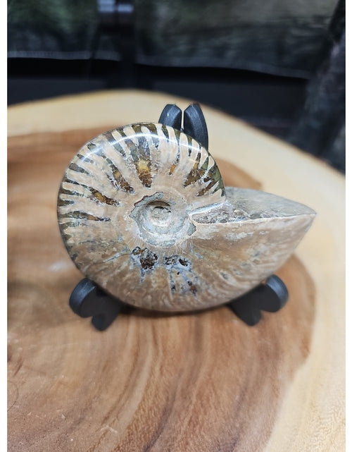 Load image into Gallery viewer, 1 Each Ammonite Fossil Polished From Madagascar 145-175 Grams W/stand
