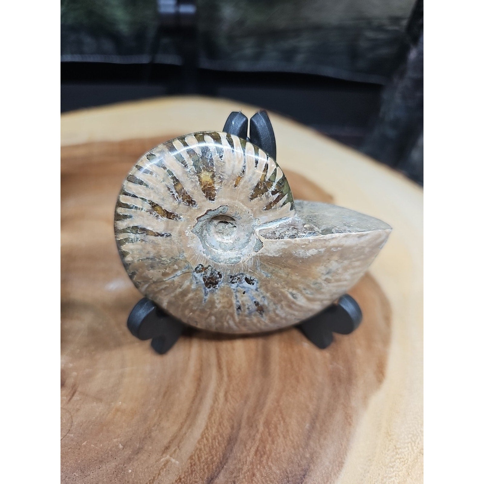 1 Each Ammonite Fossil Polished From Madagascar 145-175 Grams W/stand