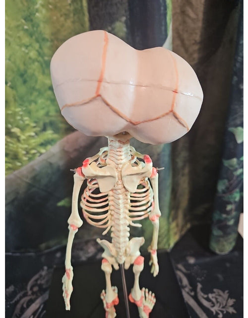 Load image into Gallery viewer, Pinyl vinyl chloride skeleton of abnormal infant
