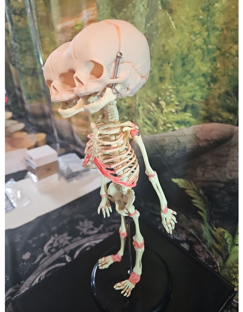 Load image into Gallery viewer, Pinyl vinyl chloride skeleton of abnormal infant
