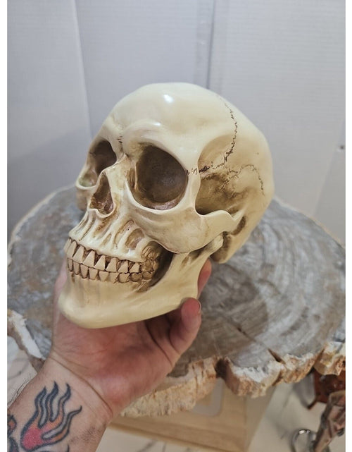 Load image into Gallery viewer, Realistic Human Skull Replica Decor Decoration Resin
