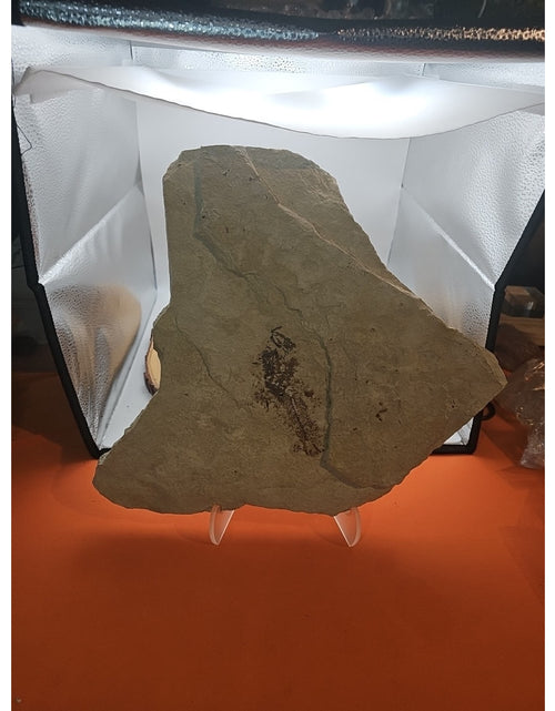 Load image into Gallery viewer, 6lbs Fish fossil plate W/stand
