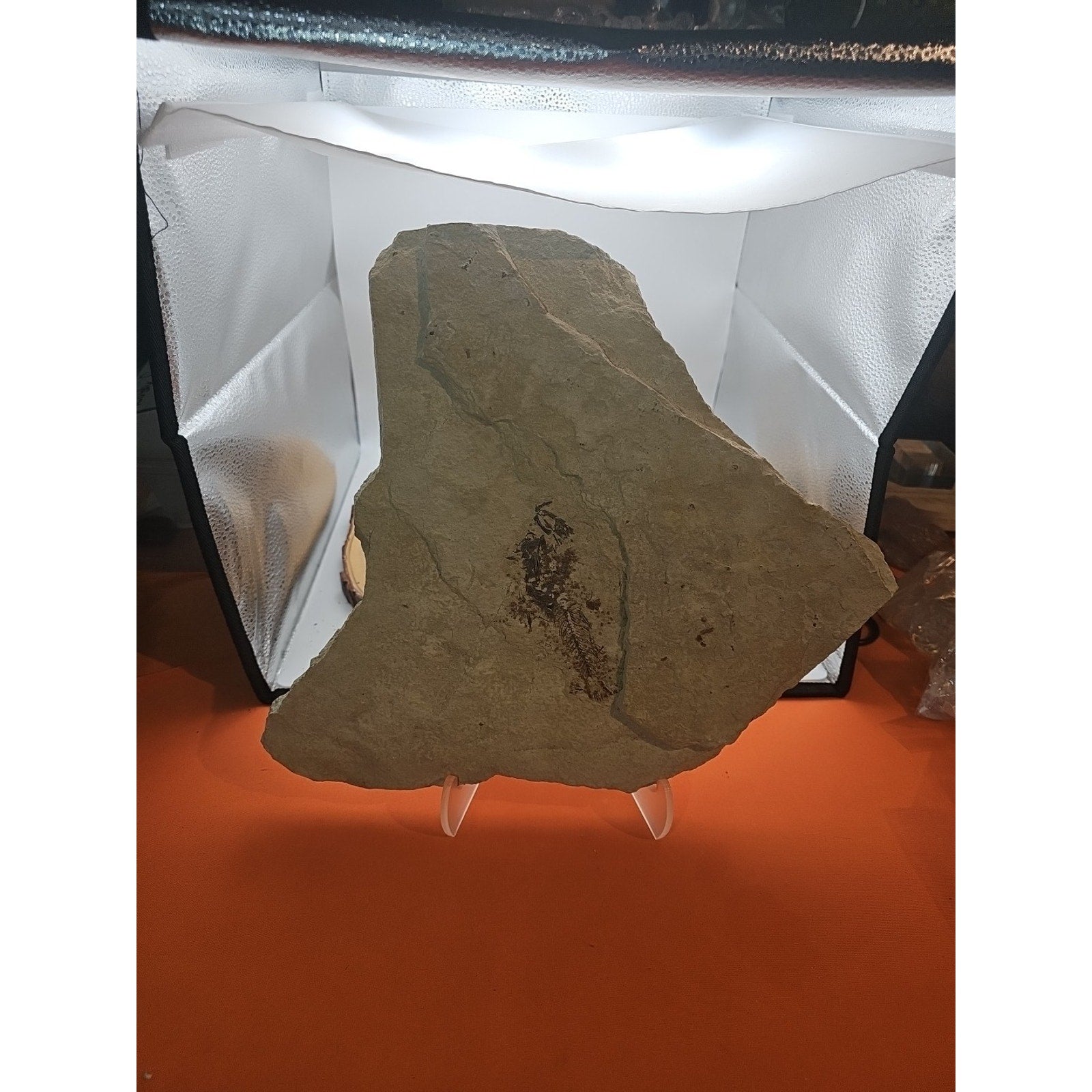 6lbs Fish fossil plate W/stand