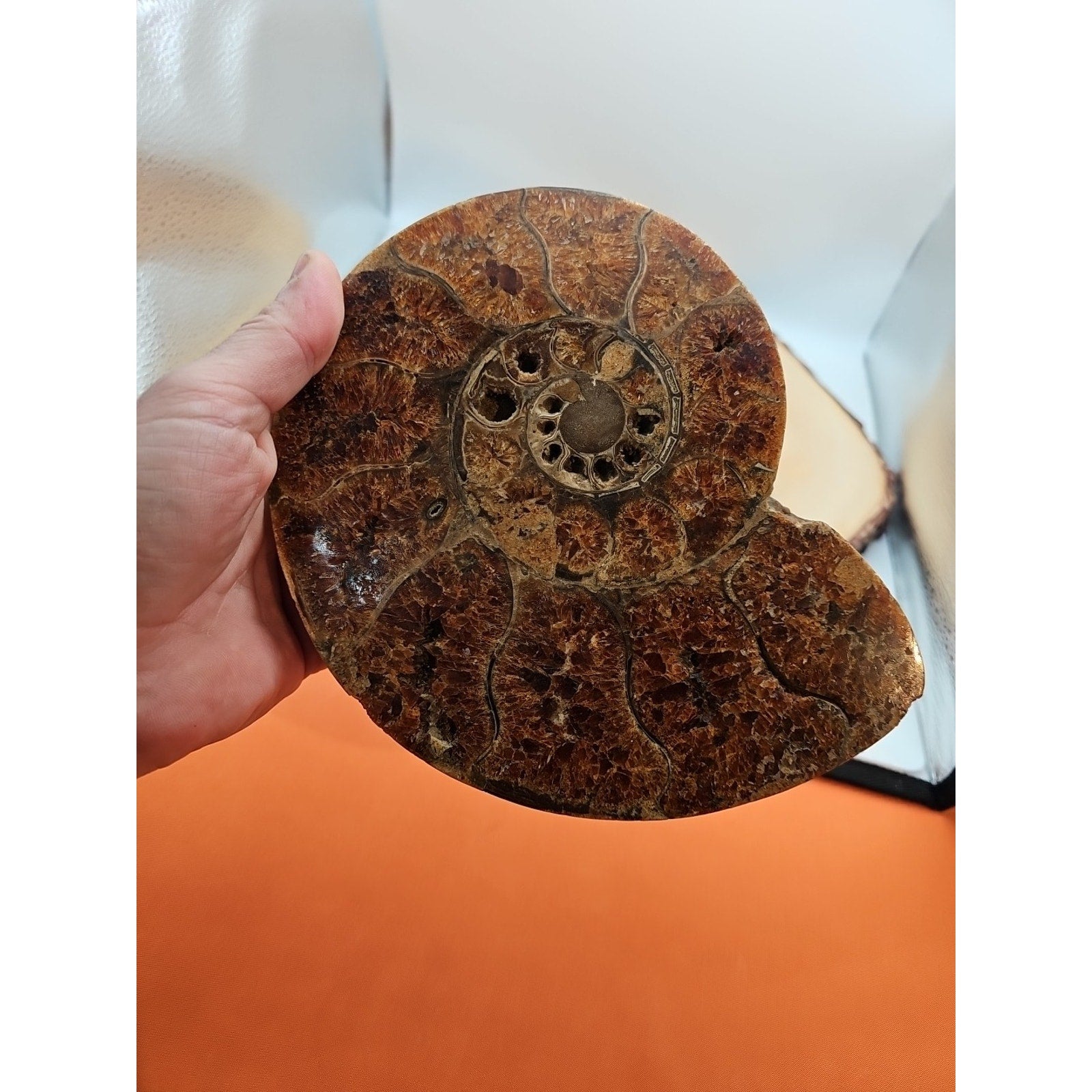 2.36LB Rare! Natural Ammonite Fossil Specimen Shell Madagascar