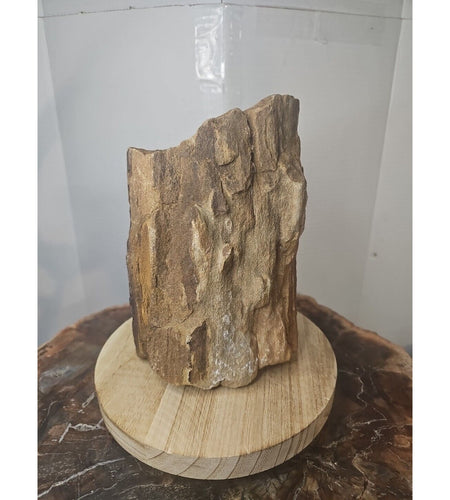 ❤️‍🔥Texas Petrified Wood! Raw Cool Details W/Stand Great Display