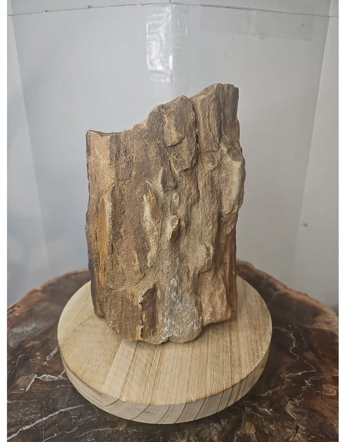 Load image into Gallery viewer, ❤️‍🔥Texas Petrified Wood! Raw Cool Details W/Stand Great Display
