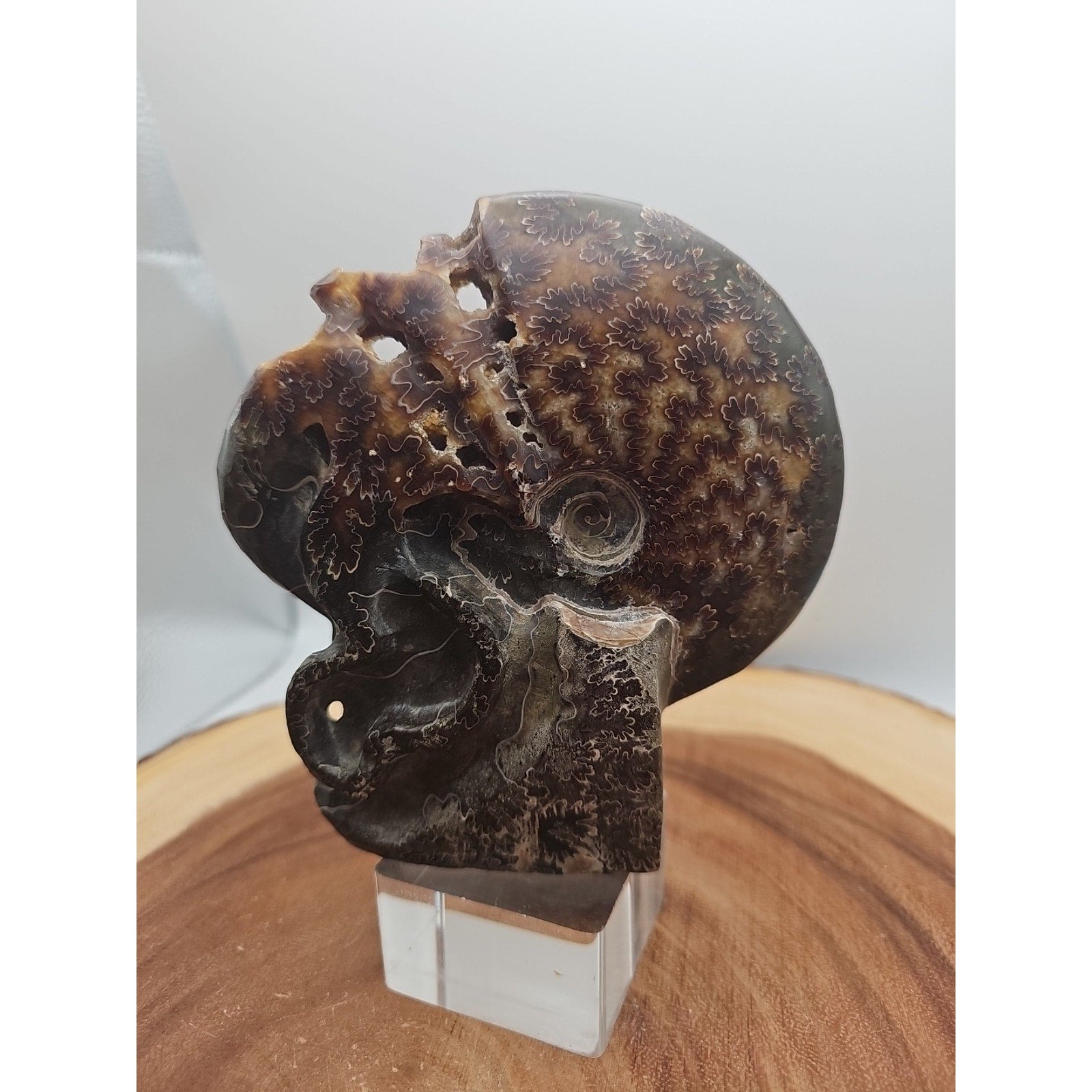 1.32LB Rare! Natural Tentacle Ammonite Fossil Specimen Shell Madagascar