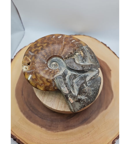 1.82LB Rare! Natural Tentacle Ammonite FossilSpecimen Shell Healing Madagascar