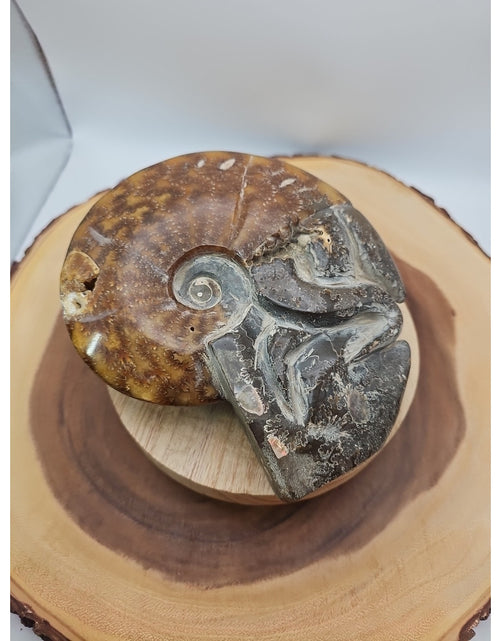 Load image into Gallery viewer, 1.82LB Rare! Natural Tentacle Ammonite FossilSpecimen Shell Healing Madagascar
