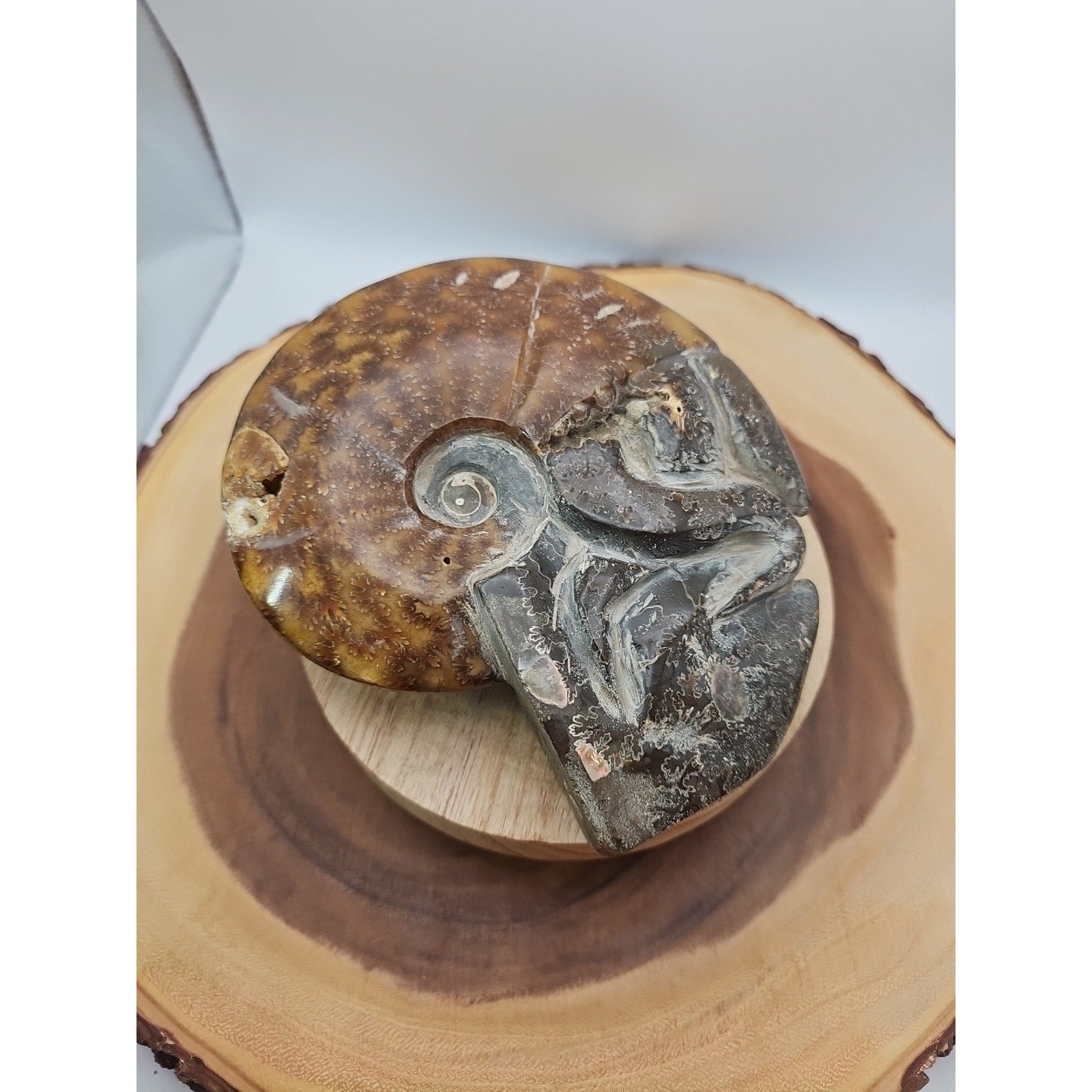 1.82LB Rare! Natural Tentacle Ammonite FossilSpecimen Shell Healing Madagascar