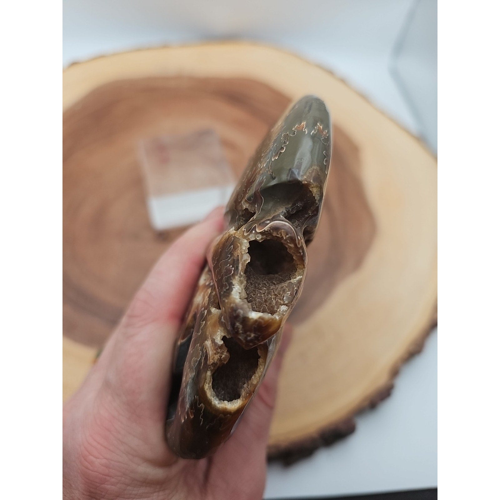 1.32LB Rare! Natural Tentacle Ammonite Fossil Specimen Shell Madagascar