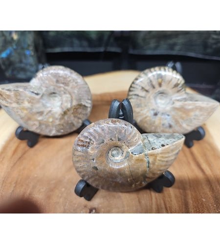 1 Each Ammonite Fossil Polished From Madagascar 145-175 Grams W/stand