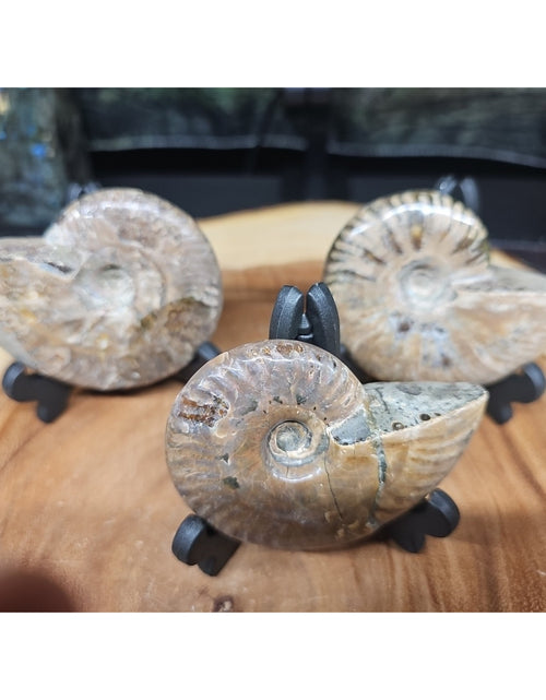 Load image into Gallery viewer, 1 Each Ammonite Fossil Polished From Madagascar 145-175 Grams W/stand
