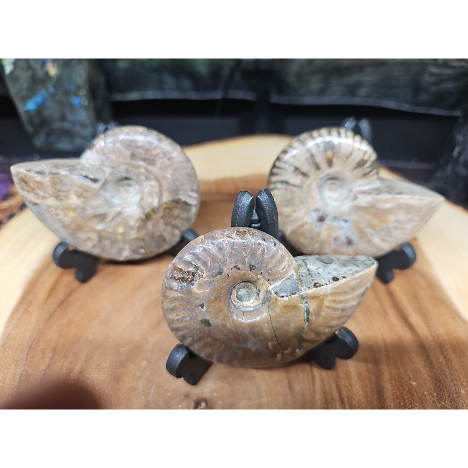 1 Each Ammonite Fossil Polished From Madagascar 145-175 Grams W/stand