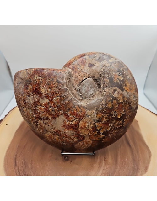 Load image into Gallery viewer, 2.36LB Rare! Natural Ammonite Fossil Specimen Shell Madagascar
