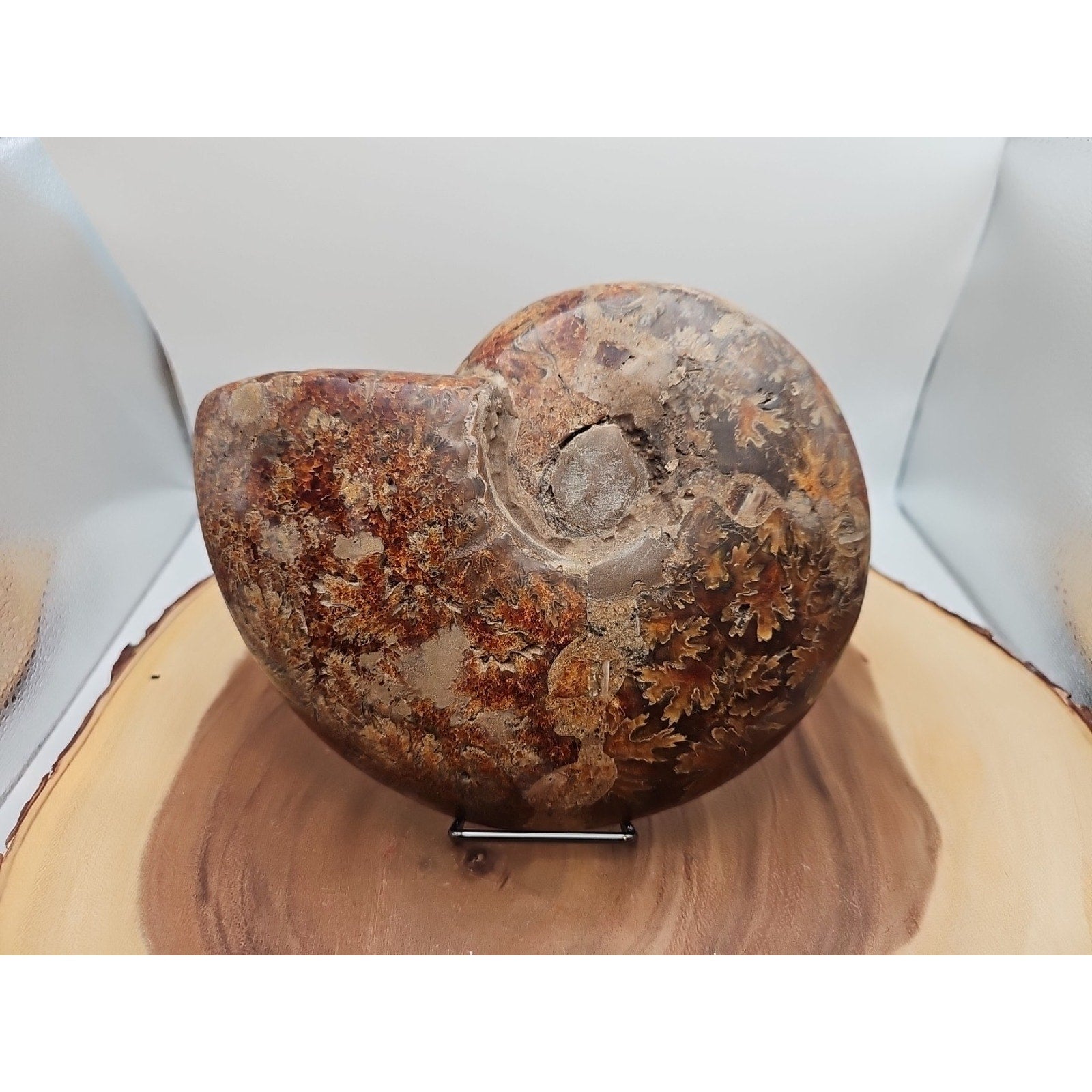 2.36LB Rare! Natural Ammonite Fossil Specimen Shell Madagascar