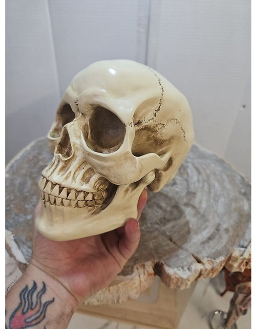 Load image into Gallery viewer, Realistic Human Skull Replica Decor Decoration Resin
