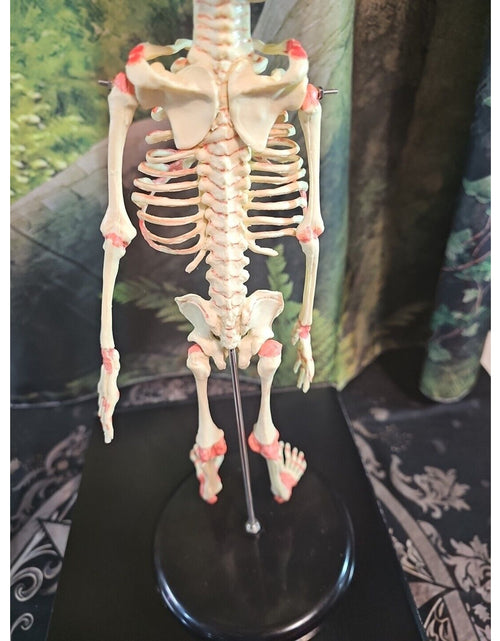 Load image into Gallery viewer, Pinyl vinyl chloride skeleton of abnormal infant
