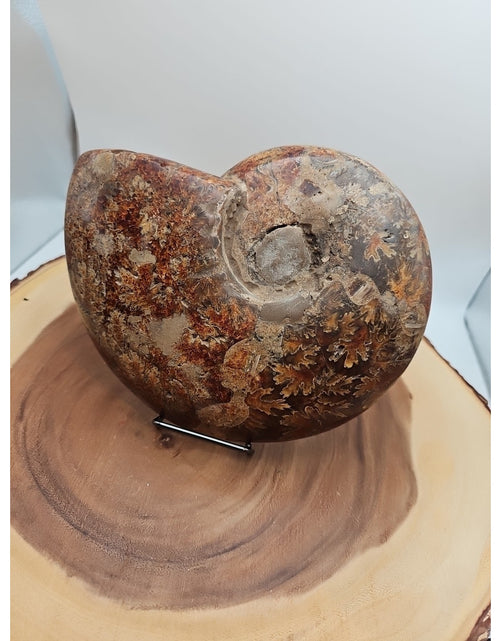 Load image into Gallery viewer, 2.36LB Rare! Natural Ammonite Fossil Specimen Shell Madagascar
