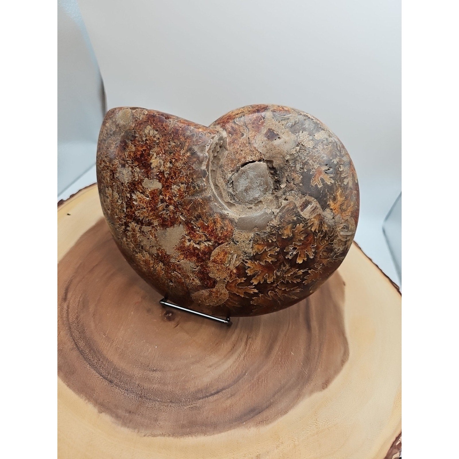 2.36LB Rare! Natural Ammonite Fossil Specimen Shell Madagascar