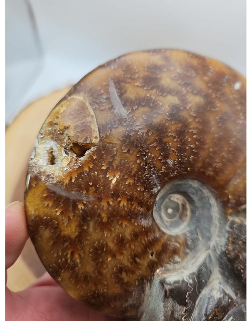 Load image into Gallery viewer, 1.82LB Rare! Natural Tentacle Ammonite FossilSpecimen Shell Healing Madagascar
