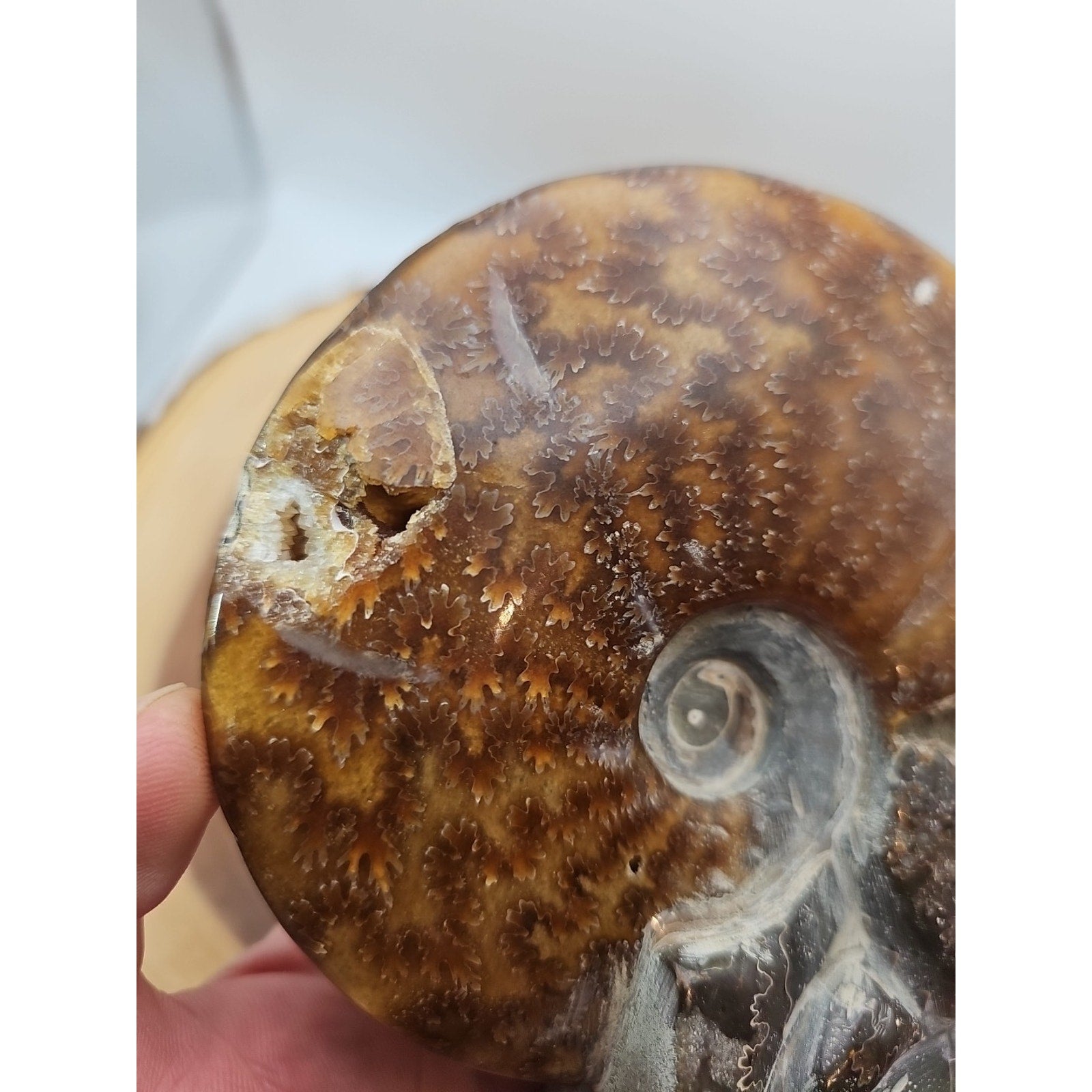 1.82LB Rare! Natural Tentacle Ammonite FossilSpecimen Shell Healing Madagascar