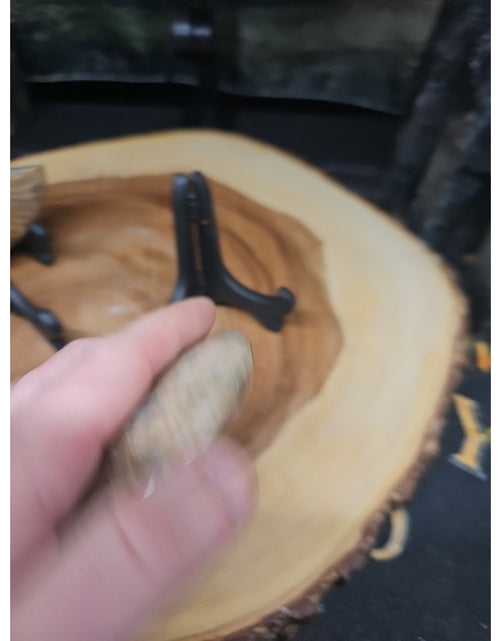 Load image into Gallery viewer, 1 Each Ammonite Fossil Polished From Madagascar 145-175 Grams W/stand
