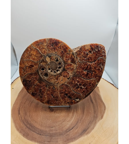 2.36LB Rare! Natural Ammonite Fossil Specimen Shell Madagascar