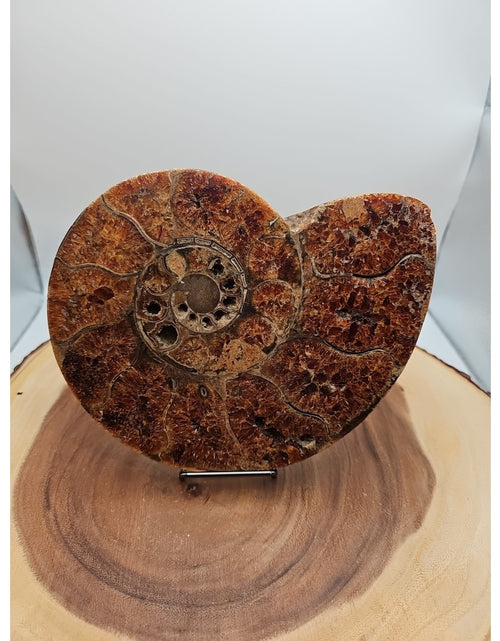 Load image into Gallery viewer, 2.36LB Rare! Natural Ammonite Fossil Specimen Shell Madagascar
