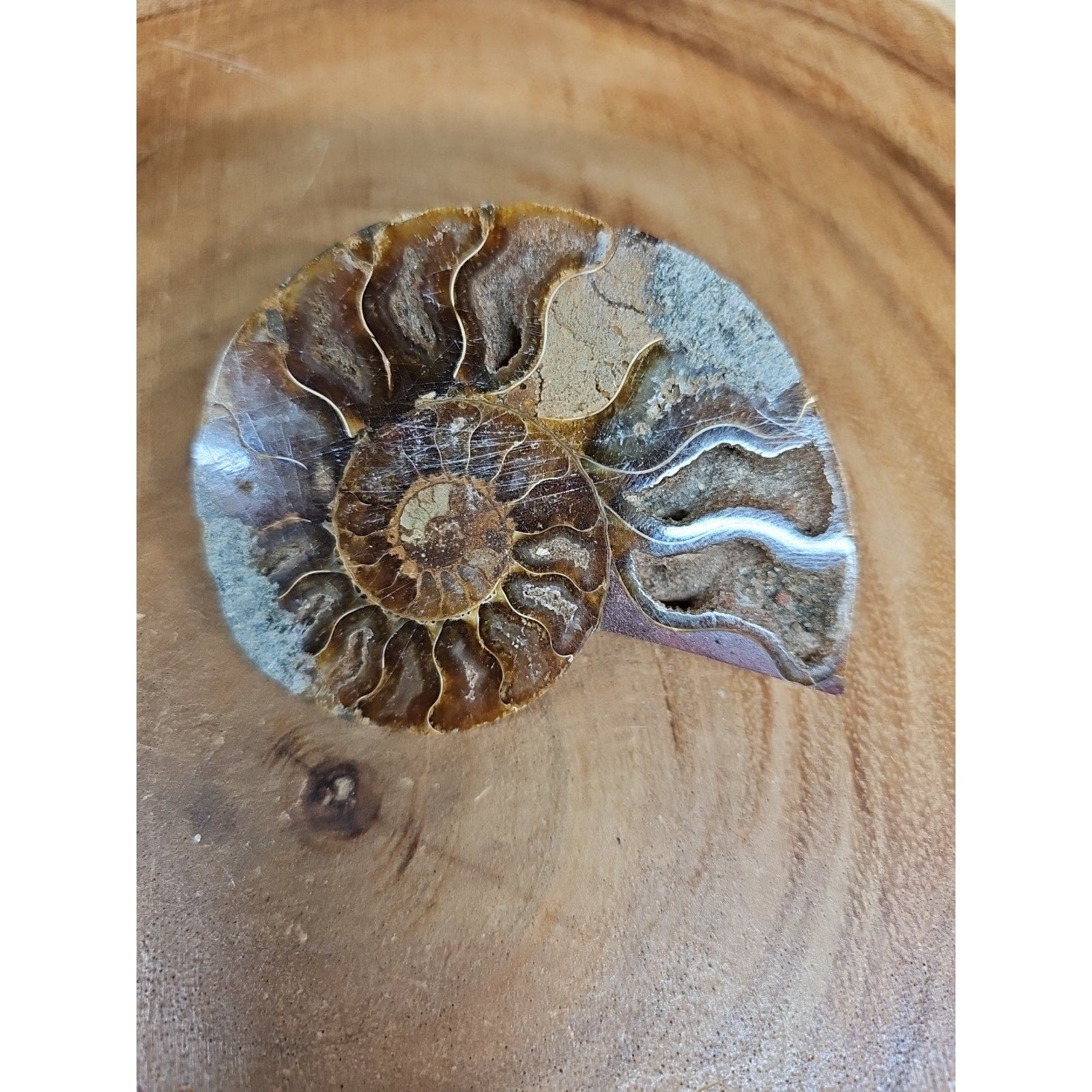 Ammonite Fossil Small 52g