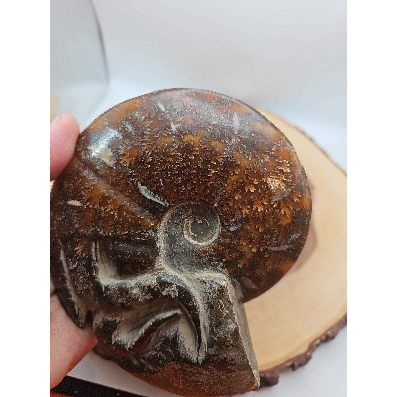1.82LB Rare! Natural Tentacle Ammonite FossilSpecimen Shell Healing Madagascar
