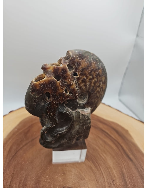 Load image into Gallery viewer, 1.32LB Rare! Natural Tentacle Ammonite Fossil Specimen Shell Madagascar
