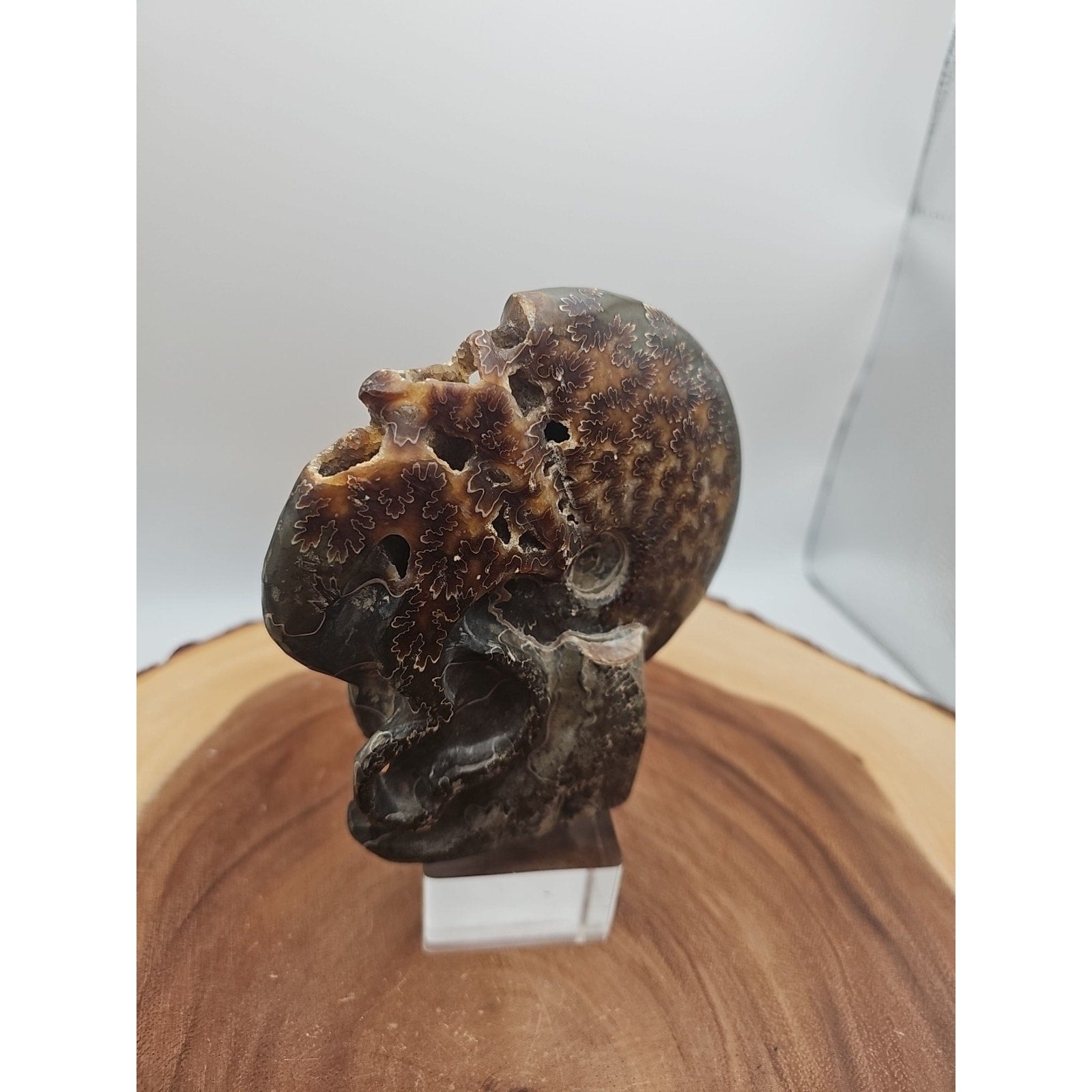 1.32LB Rare! Natural Tentacle Ammonite Fossil Specimen Shell Madagascar