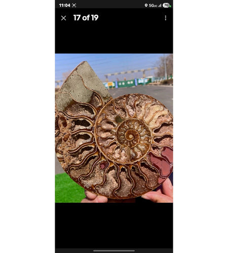 603G Huge Rare! Natural Tentacle Ammonite Fossil Specimen Shell Madagas