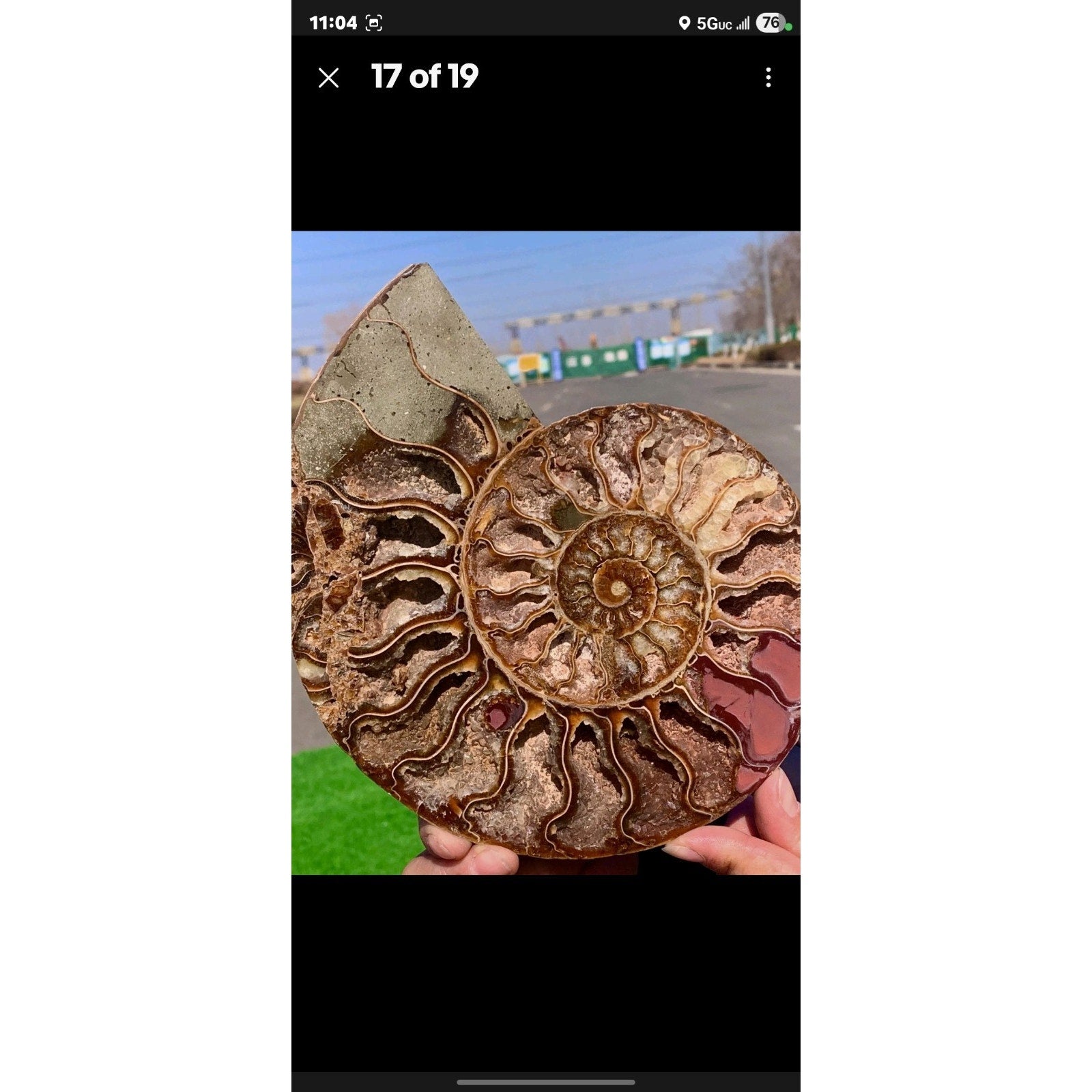 603G Huge Rare! Natural Tentacle Ammonite Fossil Specimen Shell Madagas