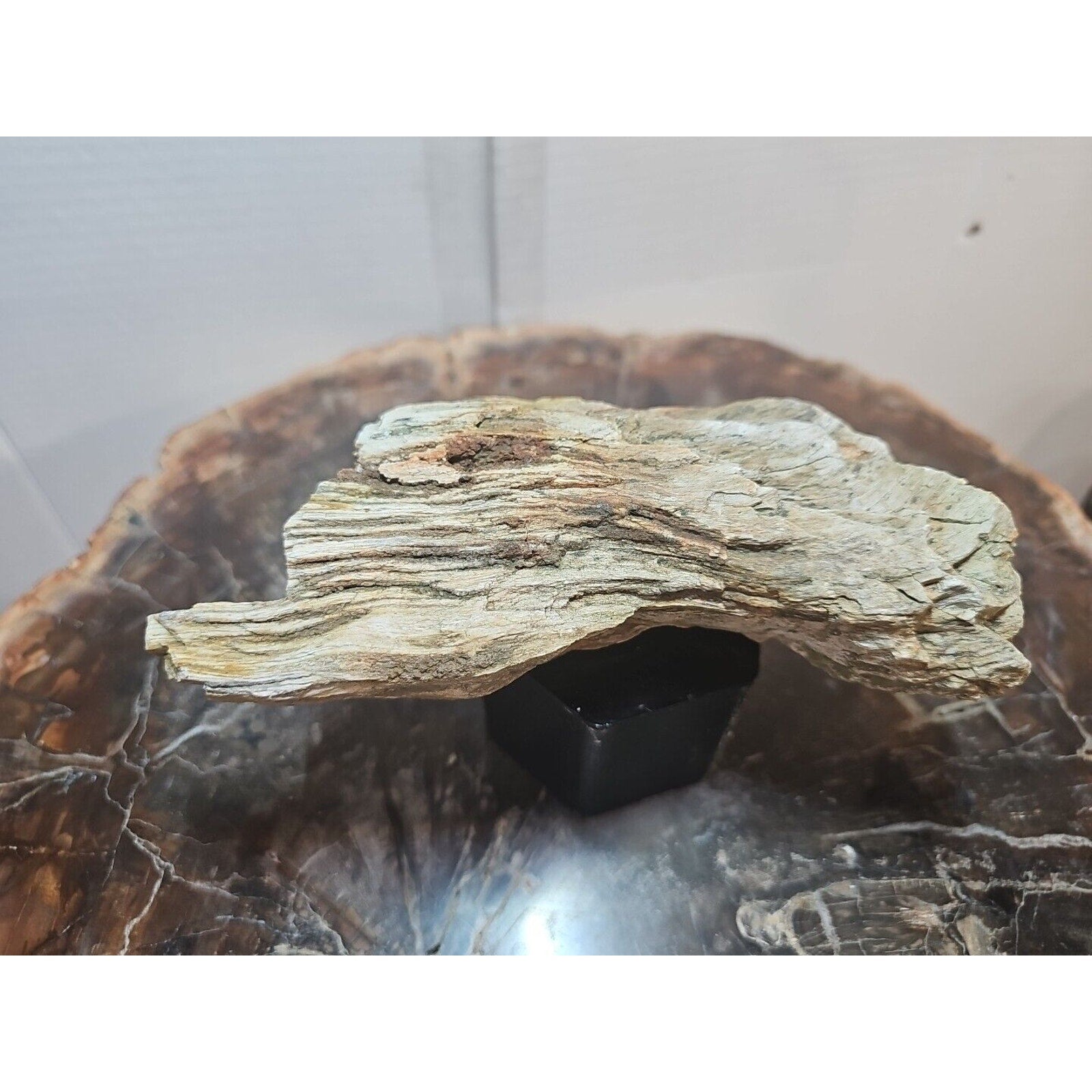 1.06lbs Texas Petrified Wood Rough