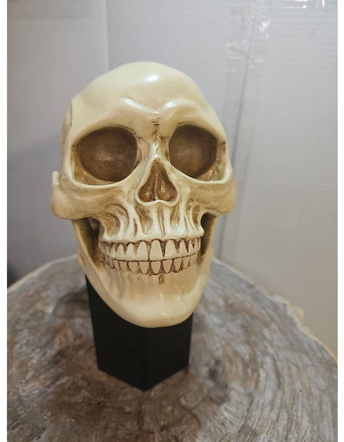 Load image into Gallery viewer, Realistic Human Skull Replica Decor Decoration Resin
