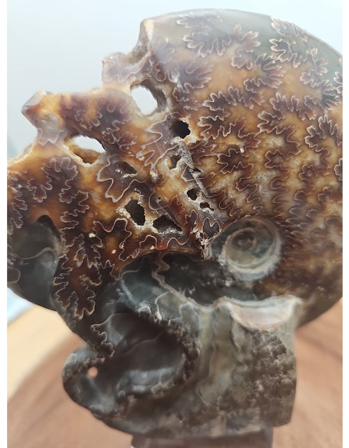 Load image into Gallery viewer, 1.32LB Rare! Natural Tentacle Ammonite Fossil Specimen Shell Madagascar
