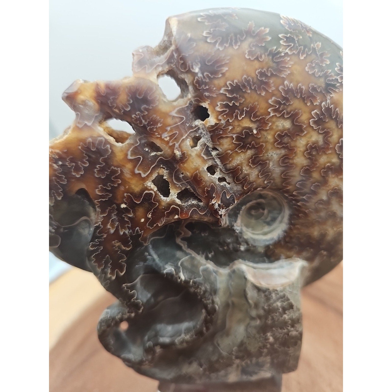 1.32LB Rare! Natural Tentacle Ammonite Fossil Specimen Shell Madagascar