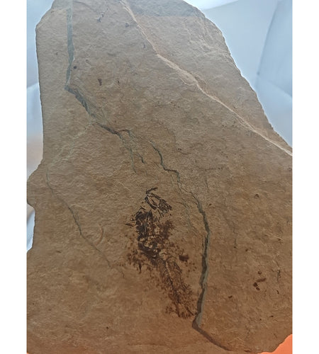 6lbs Fish fossil plate W/stand